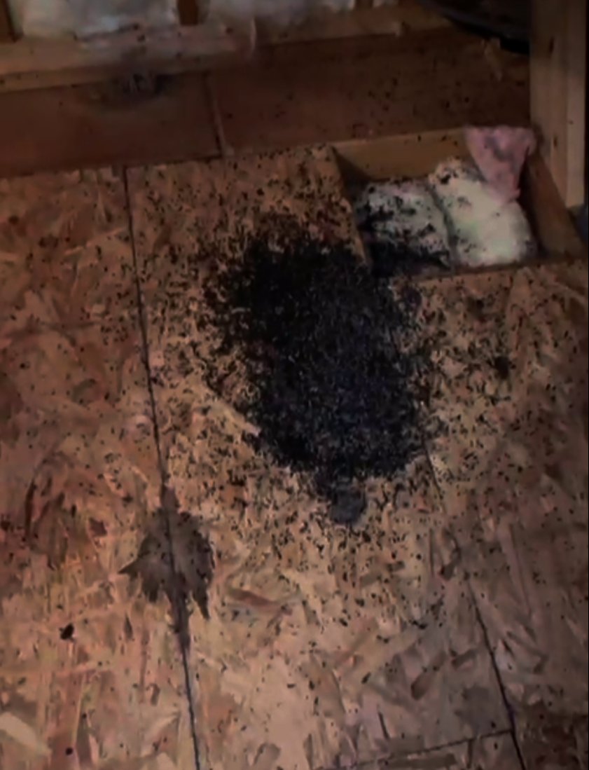 Bat guano accumulation in attic