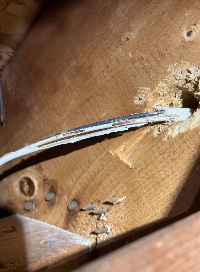Electrical wire chewed by wildlife in attic — fire hazard