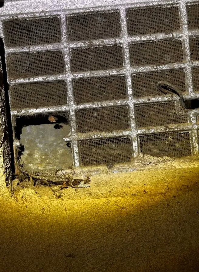 Damaged crawlspace vent allowing wildlife entry