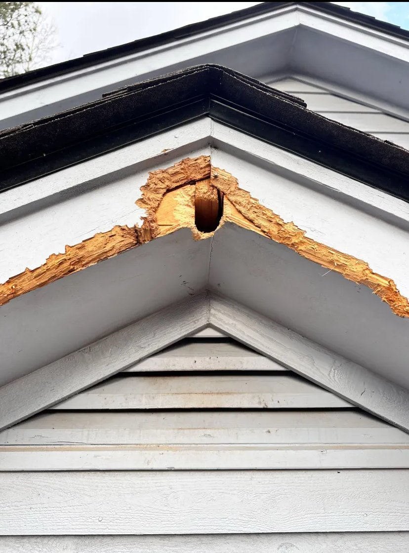 Wildlife chewed through trim and fascia at roof peak