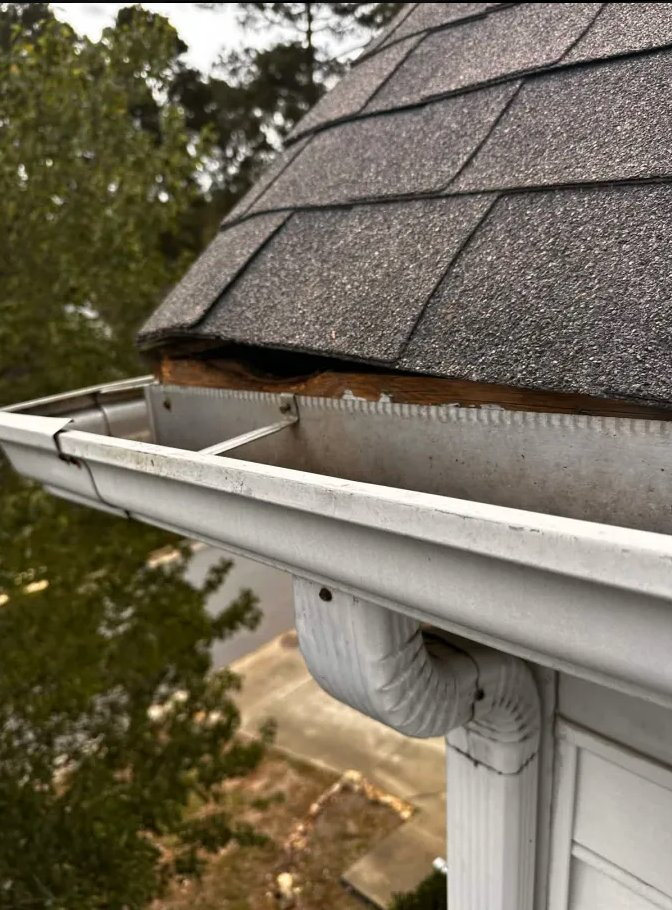 Flying squirrel entry at gutter/fascia gap