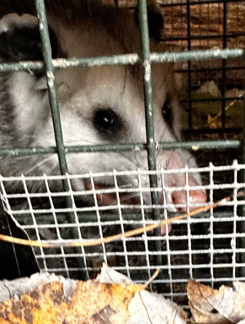 Opossum humanely trapped — rabies risk is extremely low