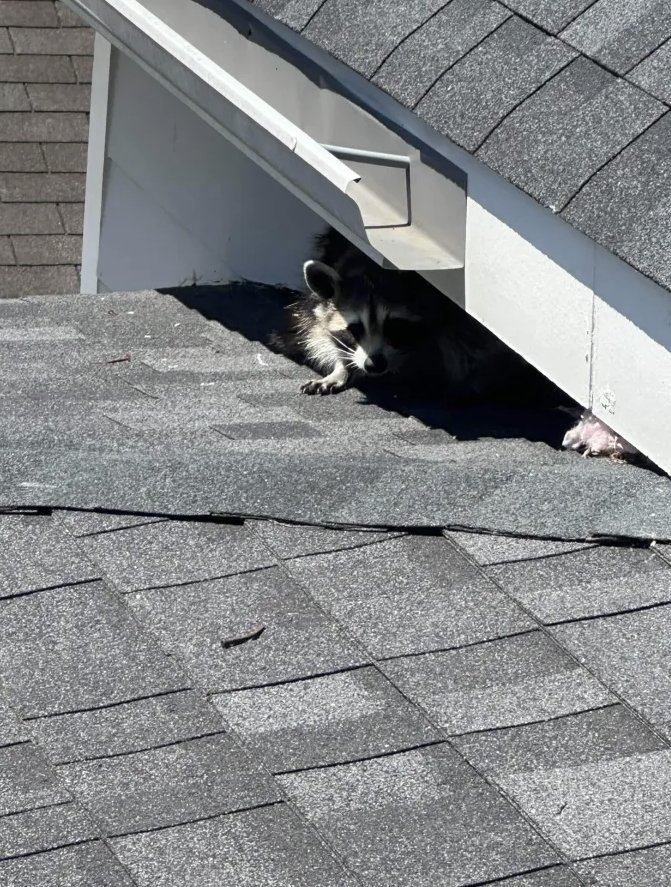 Raccoon emerging from soffit entry point on roof