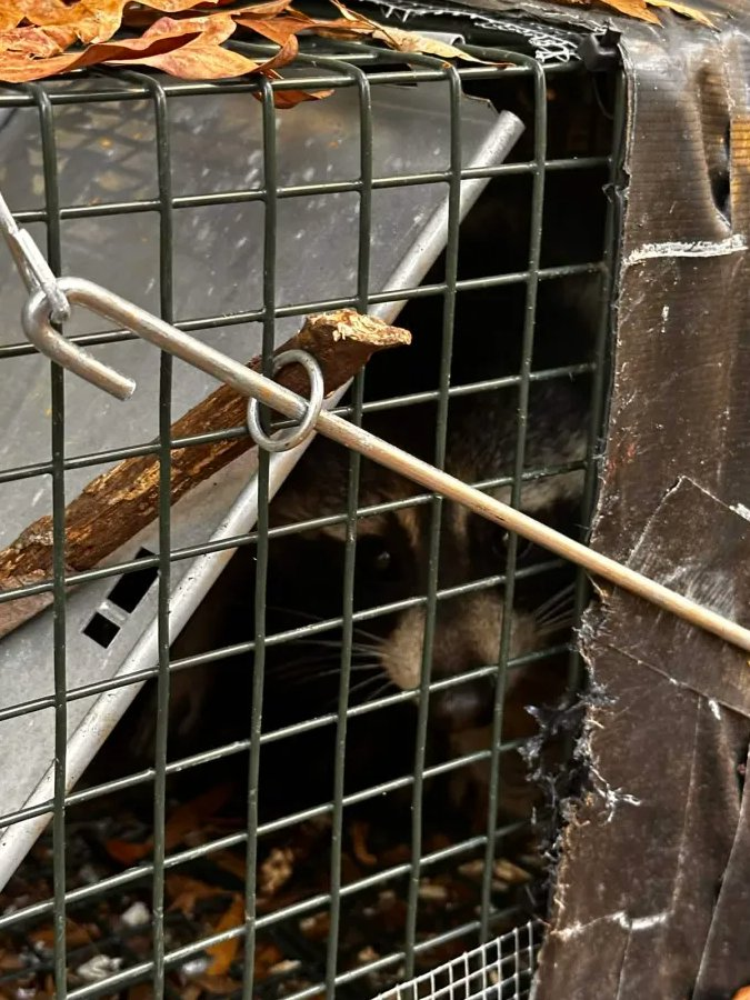 Raccoon in live cage trap