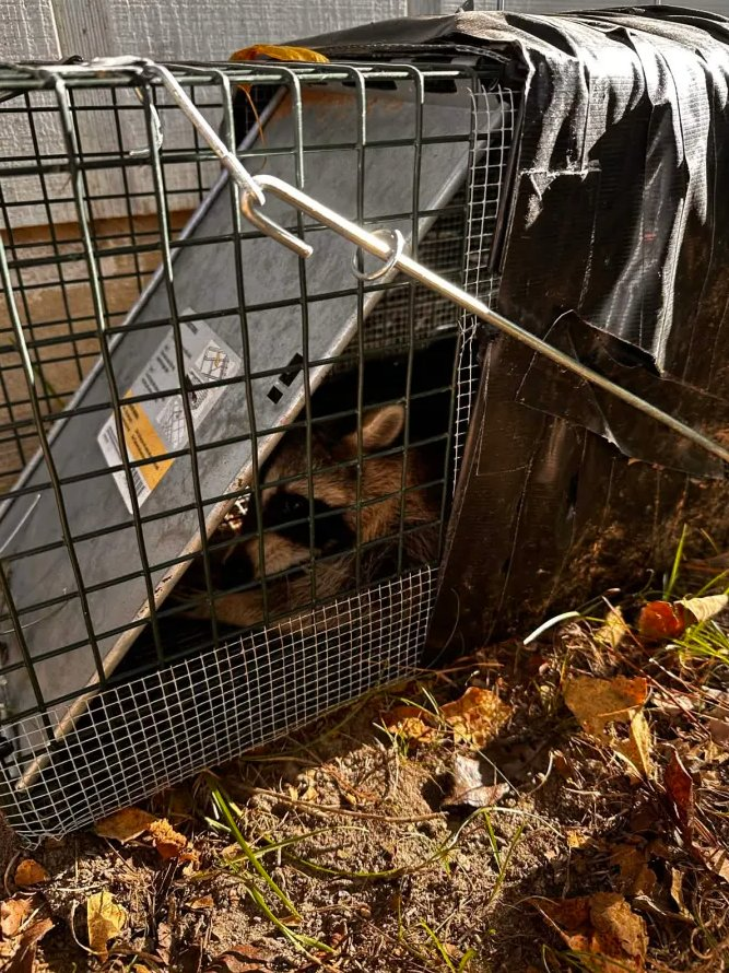 Raccoon humanely trapped in Raleigh NC