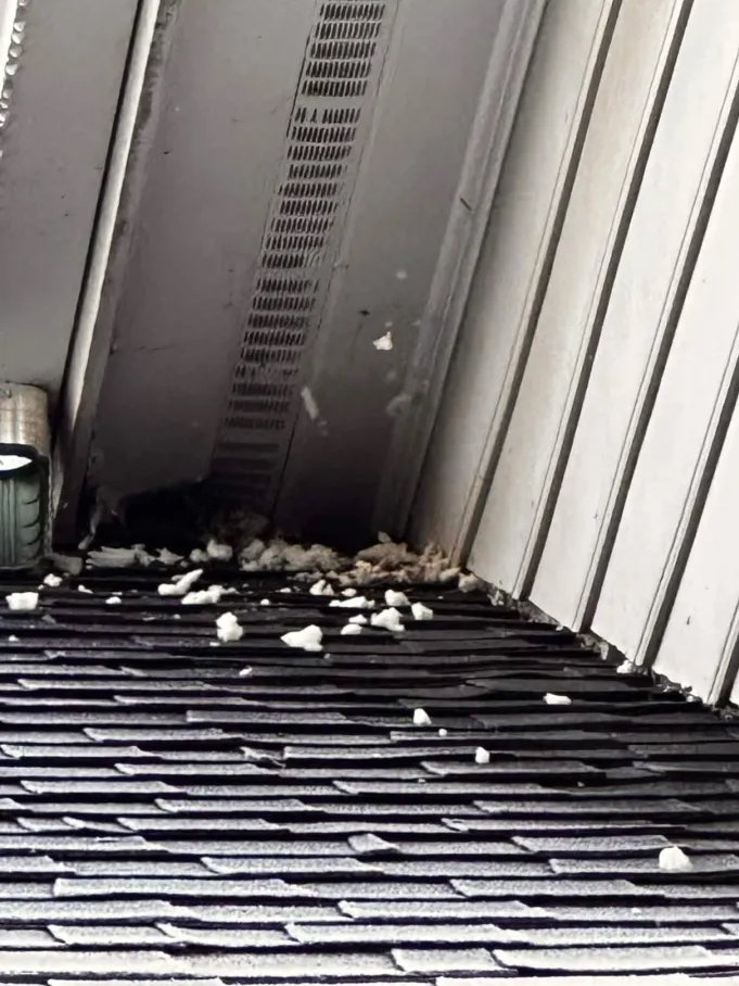 Animal debris and contamination in attic