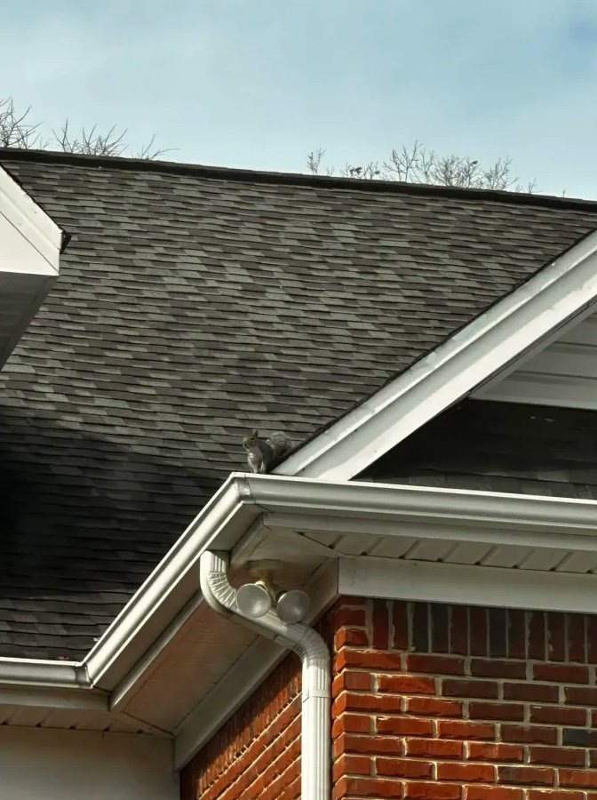 Squirrel on roof near entry point - wildlife inspection