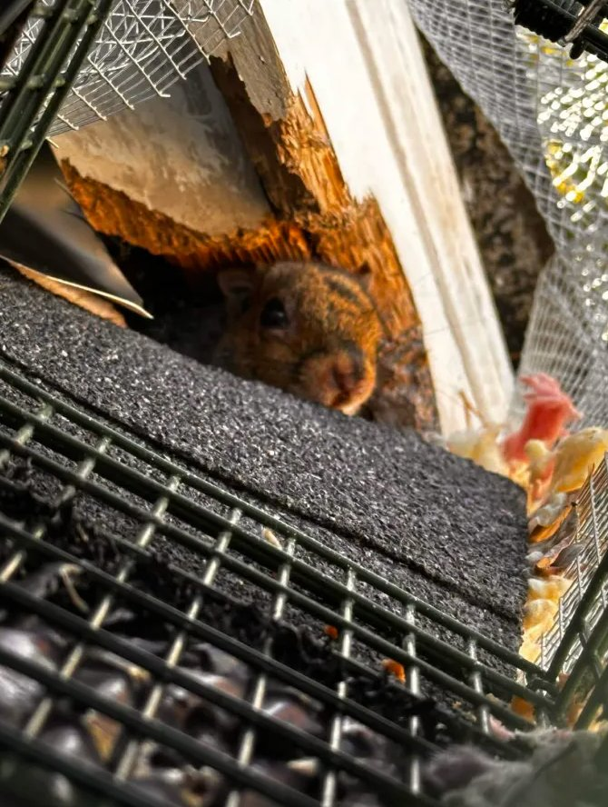 Squirrel near trap and chewed wood