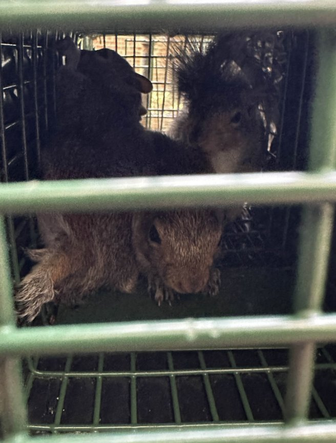 Two squirrels captured in humane trap